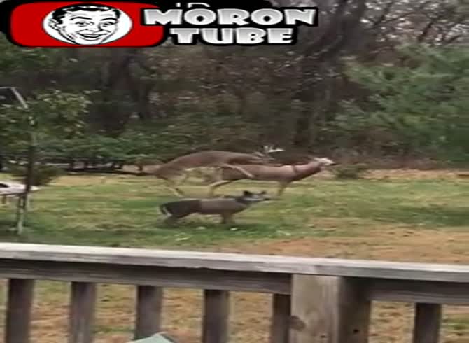 Video :On the statue of a doe, a deer seeks to satiate his libido